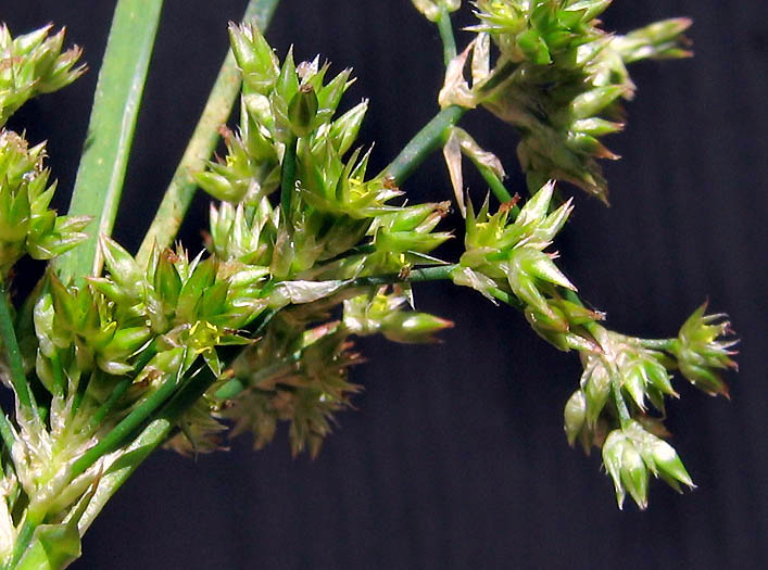 Detailed Picture 3 of Juncus xiphioides