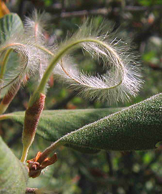 Detailed Picture 8 of Cercocarpus betuloides var. betuloides