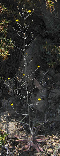 Detailed Picture 5 of Hieracium argutum