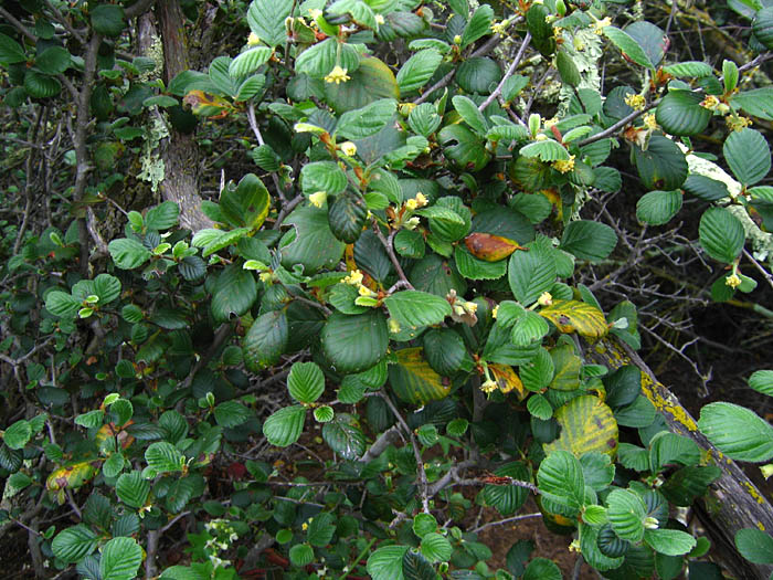 Detailed Picture 4 of Cercocarpus betuloides var. betuloides