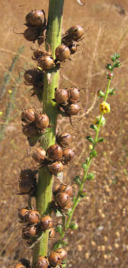 Detailed Picture 7 of Verbascum virgatum