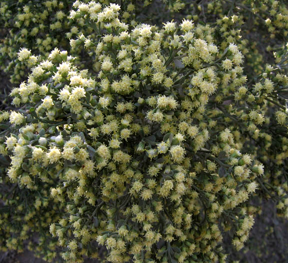 Detailed Picture 3 of Baccharis pilularis ssp. consanguinea