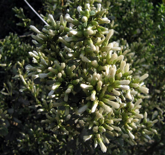 Detailed Picture 4 of Baccharis pilularis ssp. consanguinea