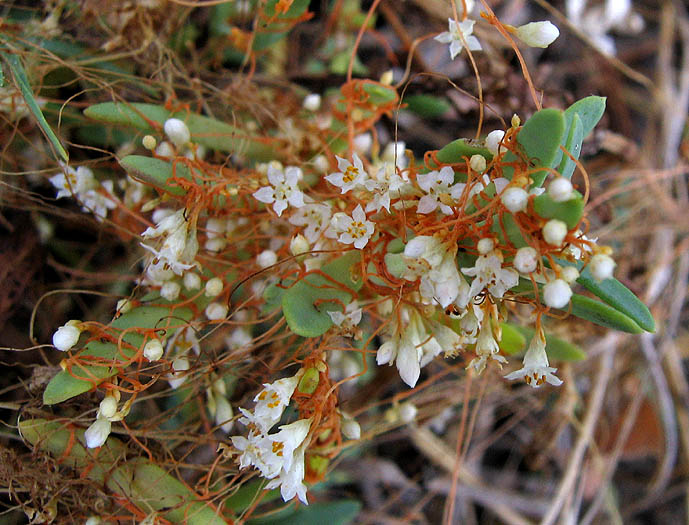 Detailed Picture 3 of Cuscuta pacifica var. pacifica