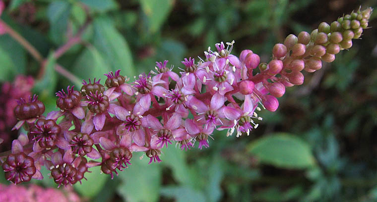 Detailed Picture 2 of Phytolacca americana