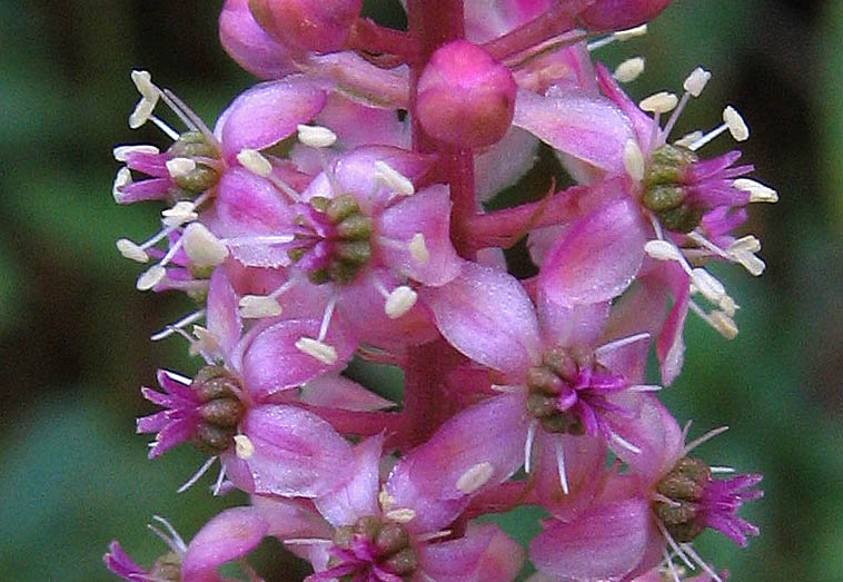 Detailed Picture 1 of Phytolacca americana