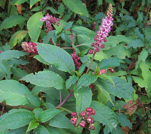 Detailed Picture 3 of Phytolacca americana