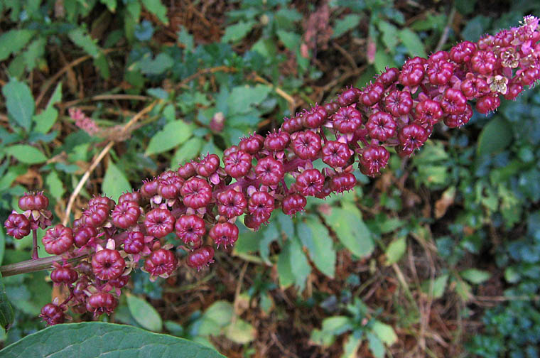 Detailed Picture 5 of Phytolacca americana