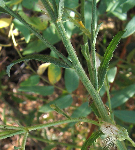 Detailed Picture 4 of Baccharis plummerae ssp. plummerae
