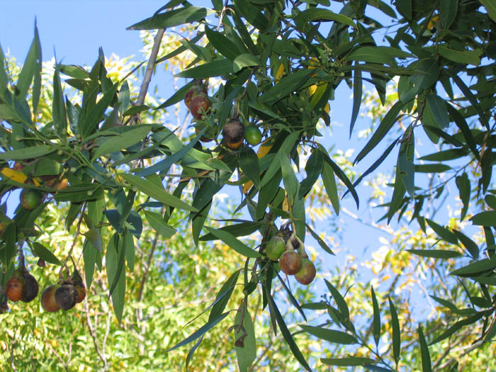 Detailed Picture 5 of Umbellularia californica