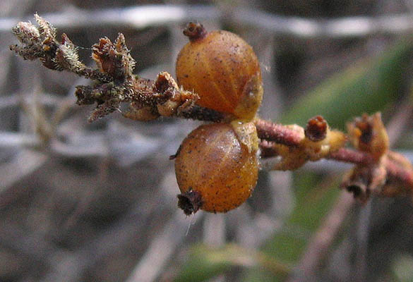 Detailed Picture 6 of Lonicera subspicata var. denudata
