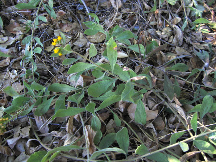 Detailed Picture 4 of Solidago velutina ssp. californica