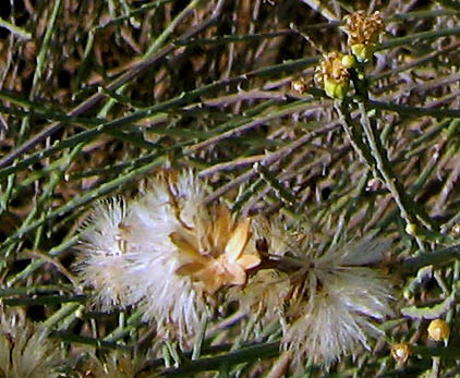 Detailed Picture 5 of Lepidospartum squamatum