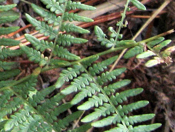 Detailed Picture 2 of Pteridium aquilinum var. pubescens