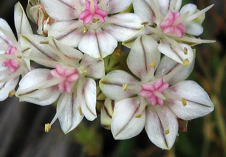 Detailed Picture 1 of Allium haematochiton