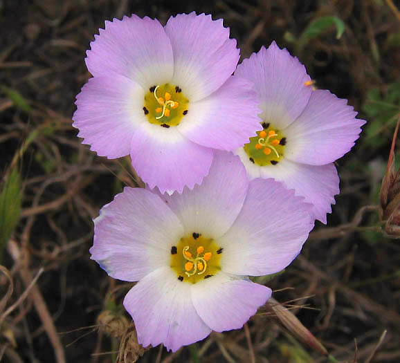 Detailed Picture 1 of Linanthus dianthiflorus