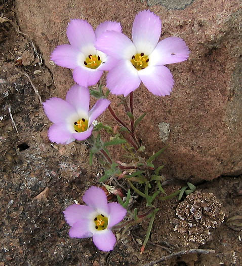 Detailed Picture 3 of Linanthus dianthiflorus