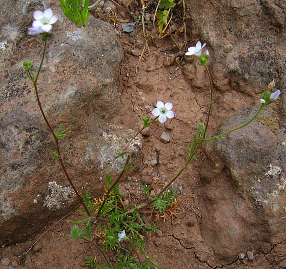 Detailed Picture 5 of Gilia angelensis