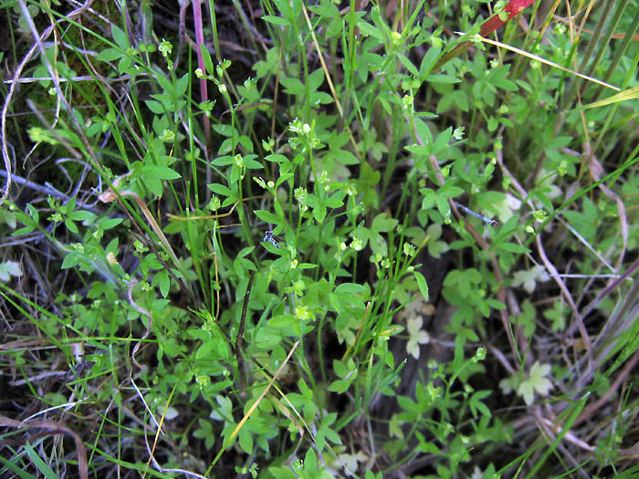 Detailed Picture 5 of Ranunculus hebecarpus