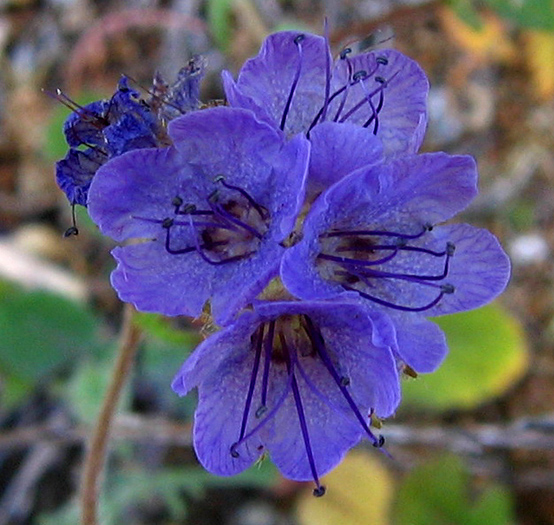 Detailed Picture 1 of Phacelia distans