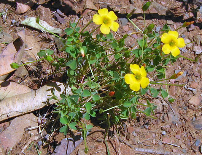 Detailed Picture 3 of Oxalis californica