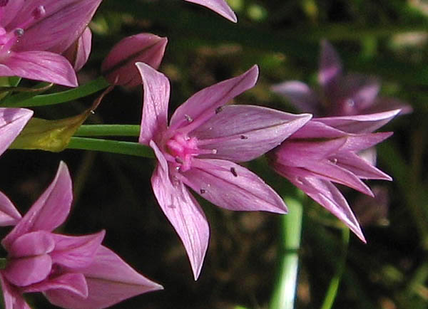 Detailed Picture 4 of Allium praecox