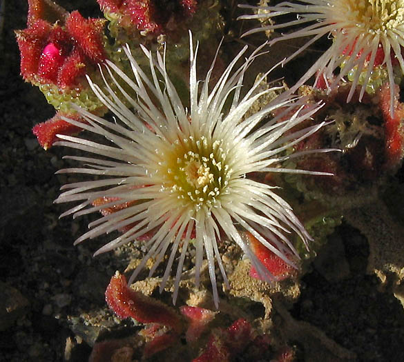 Detailed Picture 1 of Mesembryanthemum crystallinum
