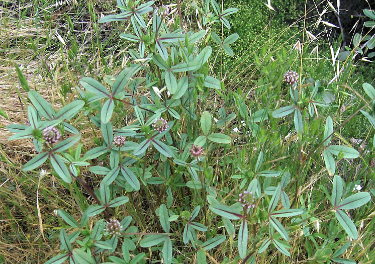 Detailed Picture 5 of Trifolium ciliolatum