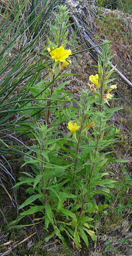 Detailed Picture 3 of Oenothera elata ssp. hirsutissima