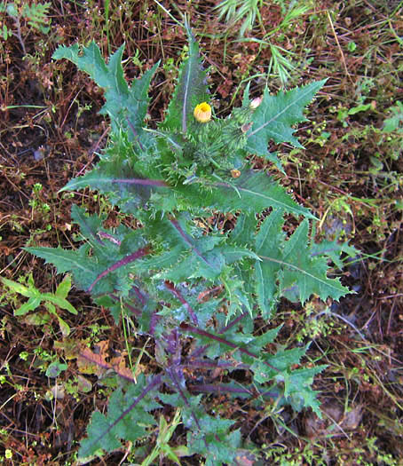 Detailed Picture 3 of Sonchus asper