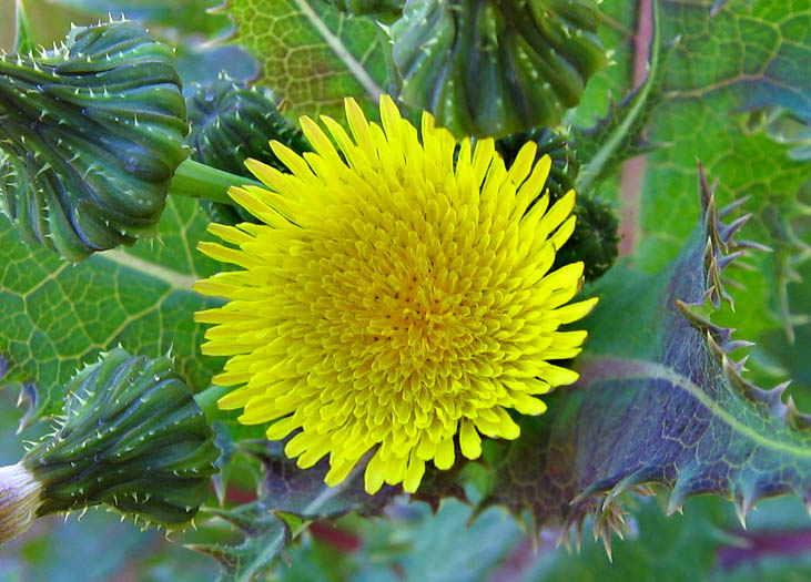 Detailed Picture 1 of Sonchus asper
