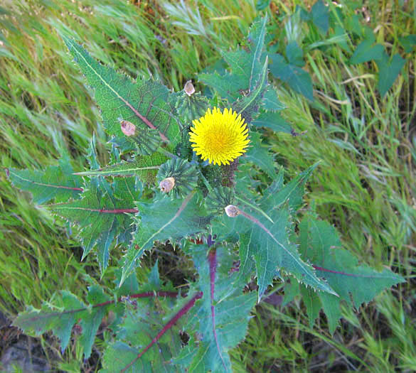 Detailed Picture 2 of Sonchus asper