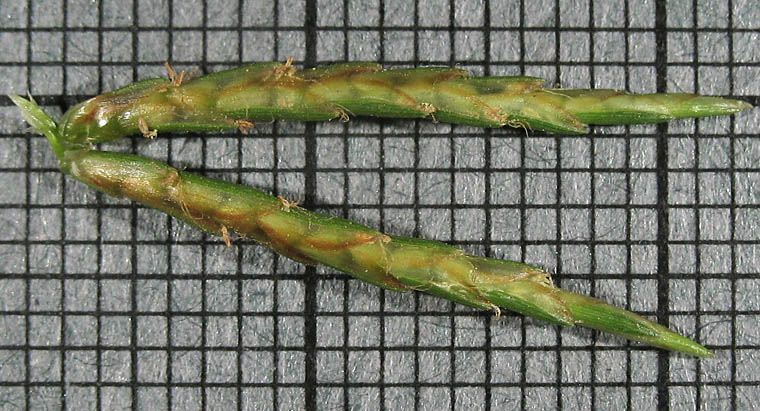 Detailed Picture 7 of Cyperus odoratus