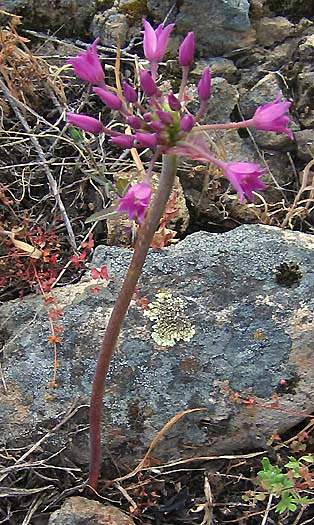 Detailed Picture 6 of Allium peninsulare var. peninsulare