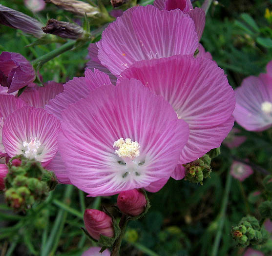 Detailed Picture 2 of Sidalcea sparsifolia