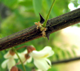 Detailed Picture 8 of Robinia pseudoacacia