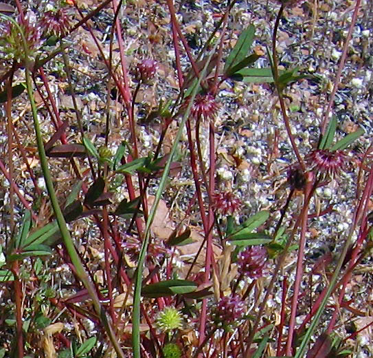 Detailed Picture 6 of Trifolium ciliolatum