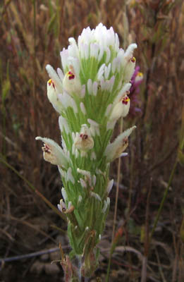 Detailed Picture 5 of Castilleja exserta ssp. exserta