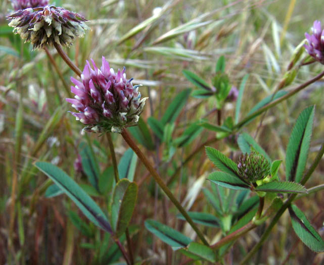 Detailed Picture 4 of Trifolium ciliolatum