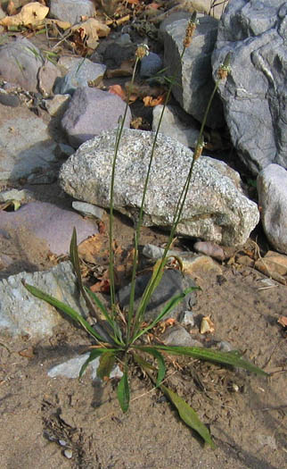 Detailed Picture 6 of Plantago lanceolata
