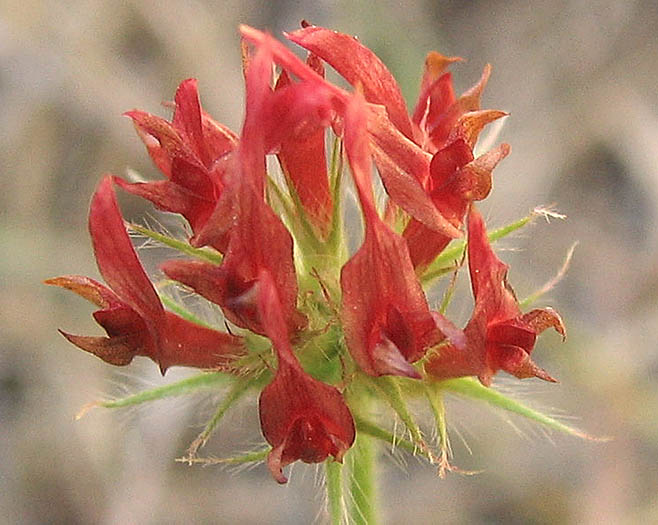 Detailed Picture 1 of Trifolium incarnatum