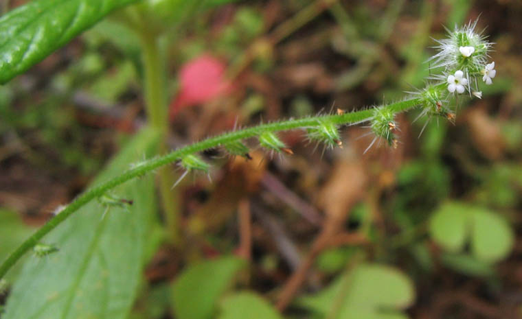 Detailed Picture 3 of Cryptantha microstachys