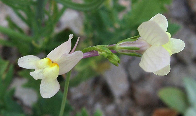 Detailed Picture 3 of Linaria maroccana