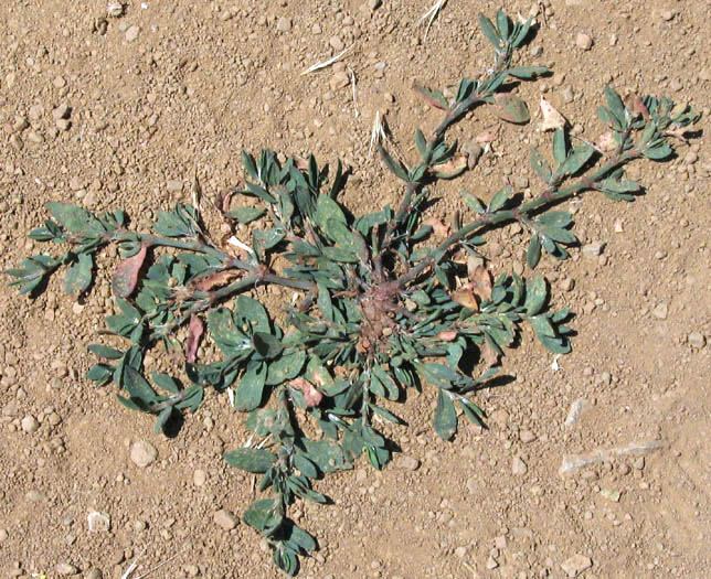 Detailed Picture 4 of Polygonum aviculare ssp. depressum