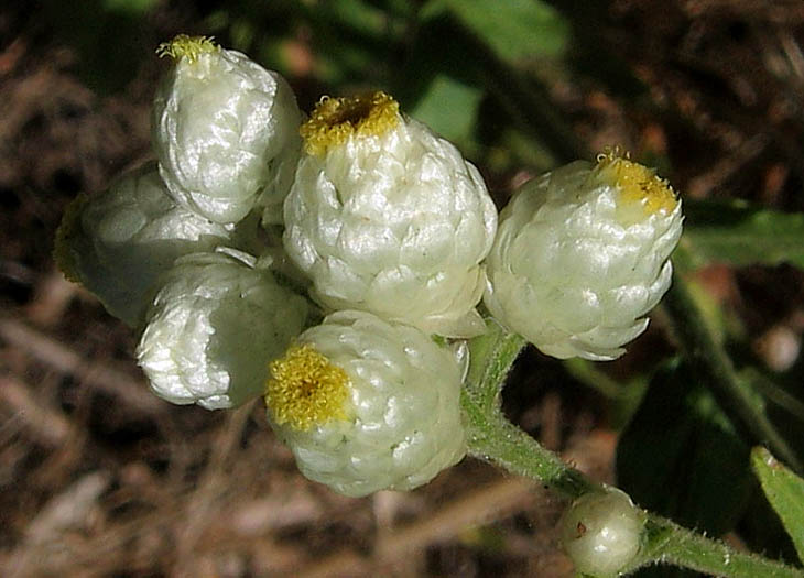 Detailed Picture 2 of Pseudognaphalium californicum
