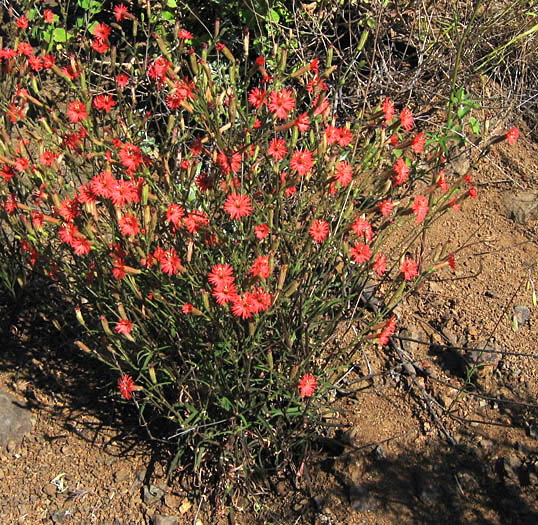 Detailed Picture 4 of Silene laciniata ssp. laciniata