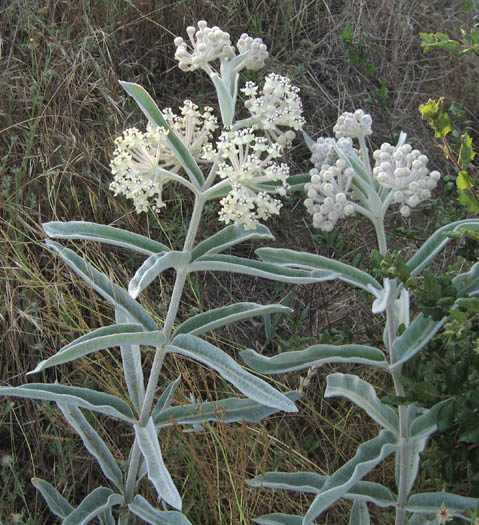 Detailed Picture 5 of Asclepias eriocarpa