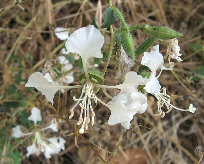 Detailed Picture 7 of Clarkia unguiculata