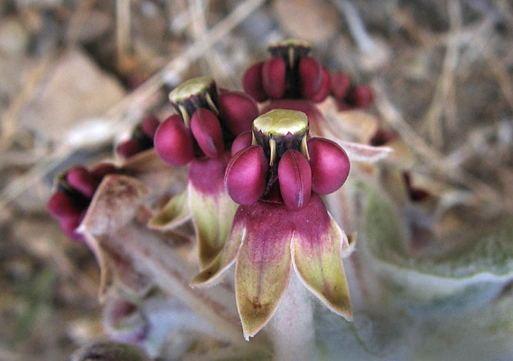 Detailed Picture 1 of Asclepias californica