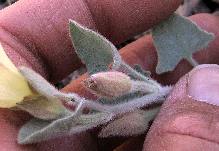 Detailed Picture 4 of Calystegia collina ssp. venusta